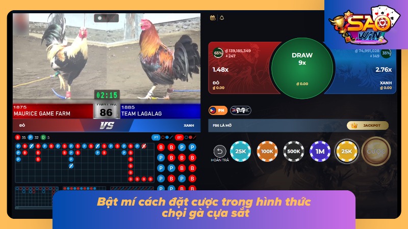 Đá Gà Cựa Sắt Saowin - Sảnh Cược Gà Đá Đẳng Cấp Châu Á 5 Thao tác đặt cược trong hình thức chọi kê “vạn người mê”