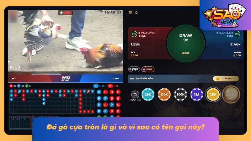 Đá Gà Cựa Tròn | Hiểu Về Loại Cựa, Luật Trận Và Soi Chiến Kê 1 Chiến kê thi đấu với phần cựa có thiết kế tròn, tạo nét đặc trưng riêng